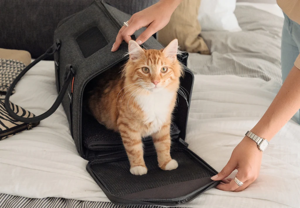 Airline-Approved Cat Carrier
