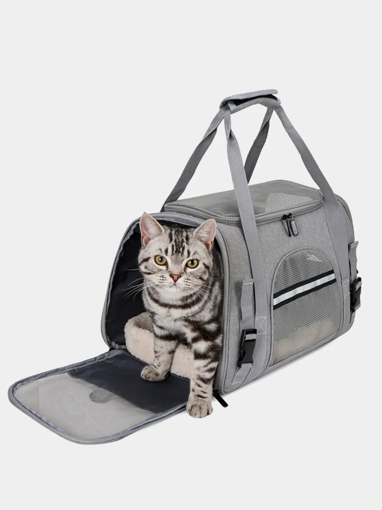 best cat carrier with a cute cat